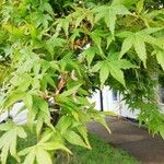Acer palmatum Hoja