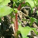 Theligonum cynocrambe Kabuk