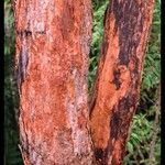 Bursera simaruba Kora