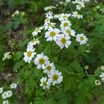 Tanacetum parthenium花