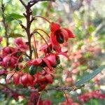 Ochna serrulata Fruit