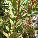 Epilobium angustifolium Blad