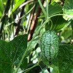 Melothria scabra Fruit