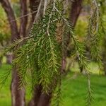 Melaleuca lanceolataBlad