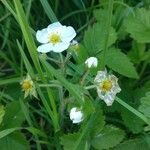 Fragaria moschata Květ