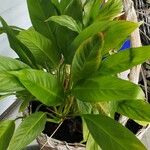 Spathiphyllum blandum Foglia