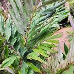 Wallichia oblongifolia Hoja