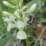 Orchis provincialis Flor
