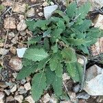 Salvia × sylvestris Leaf