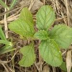 Stachytarpheta cayennensis Leaf