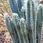 Pilosocereus leucocephalus Bark