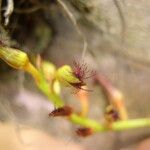 Bulbophyllum alinae Flower