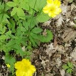 Ranunculus cassubicusFlower