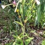 Epilobium lanceolatum Habit