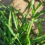 Dactyloctenium aegyptium 葉