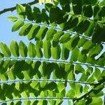 Cassia javanica Leaf