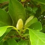 Magnolia liliiflora अन्य