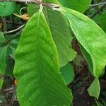 Asimina triloba Leaf