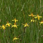 Sisyrinchium elmeri Habit