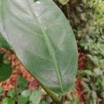 Cleistanthus ripicola Hoja