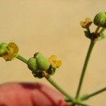 Euphorbia terracina Floro