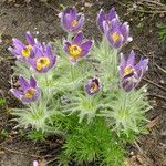 Pulsatilla chinensis Blatt