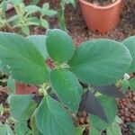 Kohleria hirsuta Leaf