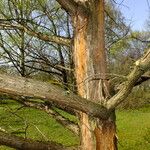 Metasequoia glyptostroboides Kůra