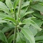 Salvia farinacea Bark