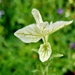 Salvia viridis পাতা