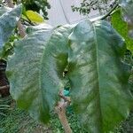 Eupomatia laurina Leaf