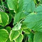 Laportea canadensis Leaf