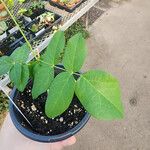 Clitoria ternatea Leaf