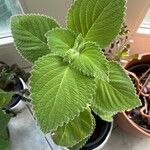 Coleus barbatus Leht