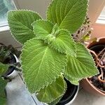 Coleus barbatus Frunză