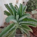 Kalanchoe laetivirens Folha