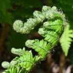 Polystichum setiferum Blad