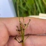 Juncus acutiflorus Flower