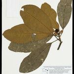 Tovomita longifolia 果實