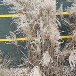 Miscanthus sinensis 形態