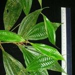 Clidemia ombrophila Otro
