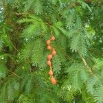 Cojoba arborea Fruit