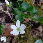 Anemone hepaticaFlower