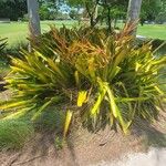 Aechmea blanchetiana Leaf