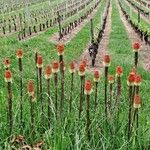 Kniphofia uvariaÕis