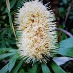 Banksia integrifolia Flor