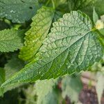 Agastache rugosa Blatt