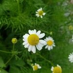 Tripleurospermum inodorum Flower