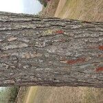 Pinus halepensis Кора