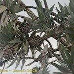 Leucadendron argenteum 整株植物